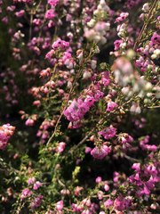 Erica melanthera