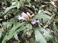 Strobilanthes pentastemonoides