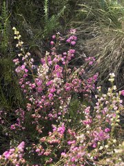 Erica melanthera