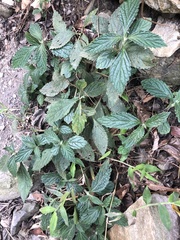 Gomphostemma chinense