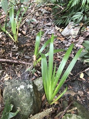 Iris formosana