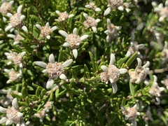 Spyridium phylicoides