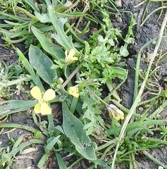 Diplotaxis catholica