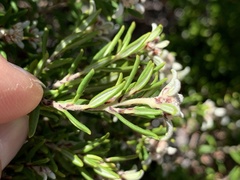 Spyridium phylicoides