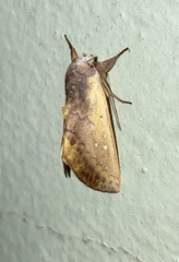 Hemiceras pallidula