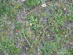 Diplotaxis catholica