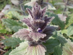 Ajuga orientalis