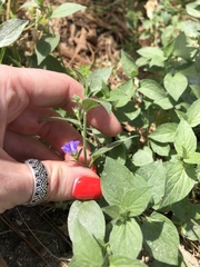 Convolvulus siculus siculus