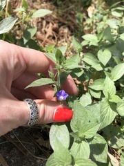 Convolvulus siculus siculus