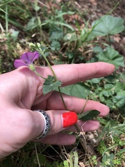 Convolvulus coelesyriacus