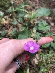Convolvulus coelesyriacus