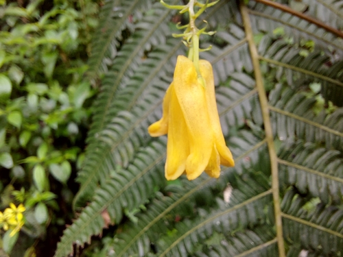 Dactylicapnos scandens