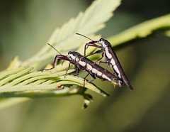 Rhinotia phoenicoptera