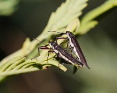 Rhinotia phoenicoptera