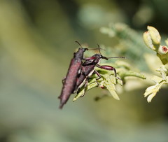 Rhinotia phoenicoptera