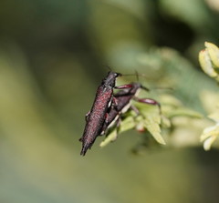 Rhinotia phoenicoptera