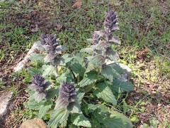 Ajuga orientalis