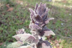 Ajuga orientalis