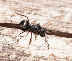 Polyrhachis phryne