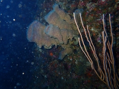 Callyspongia