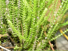 Selaginella pygmaea