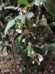 Decaneuropsis gratiosa