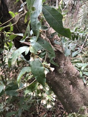 Decaneuropsis gratiosa