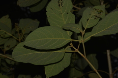 Gmelina leichhardtii