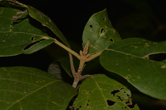 Gmelina leichhardtii