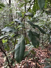 Helicia rengetiensis