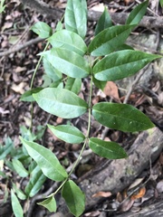 Coptosapelta diffusa