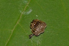 Arkys speechleyi