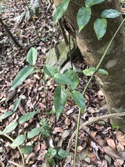 Coptosapelta diffusa