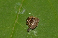 Arkys speechleyi
