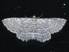 Chrysolarentia squamulata