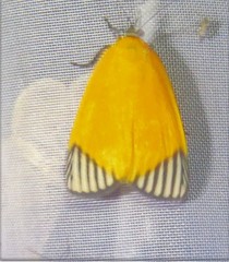 Mapeta xanthomelas