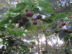 Dombeya wallichii