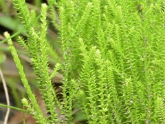 Selaginella pygmaea