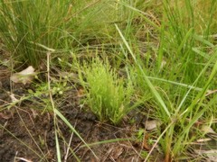 Selaginella pygmaea