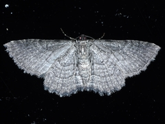 Chrysolarentia squamulata