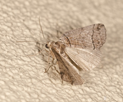 Drymoptila temenitis
