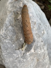 Noctua fimbriata