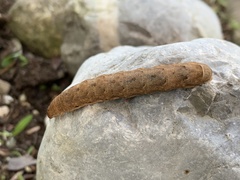 Noctua fimbriata