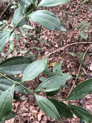 Cinnamomum osmophloeum