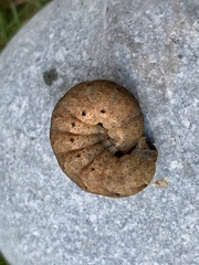 Noctua fimbriata