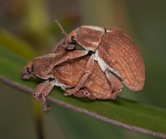 Gonipterus lepidotus