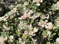 Spyridium halmaturinum