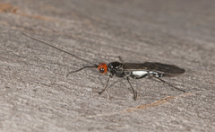 Callibracon capitator