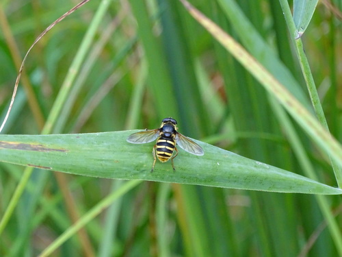 Yellow-barred Peat Hover Fly, 8371 Scheerwolde, Nederland, photo 5 of 10