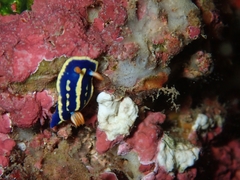 Hypselodoris festiva